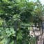 Metal Garden Trellis