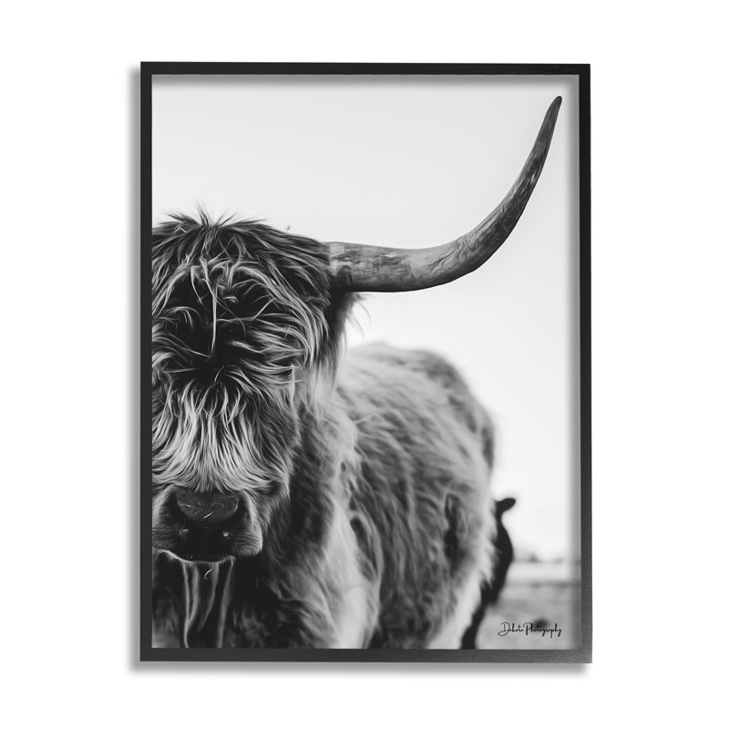 Gros plan sur une vache Highland, Giclée encadrée noir minuit, L 11 po x H 14 po