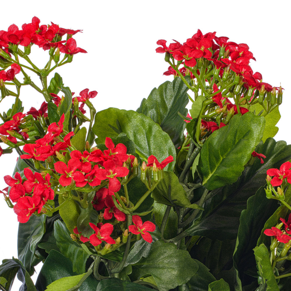 Kalanchoe Stem, Red, 15" H x 10" W x 10" D