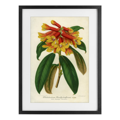 Orange Yellow Rhododendron Framed Print Under Glass, design by Print Collection