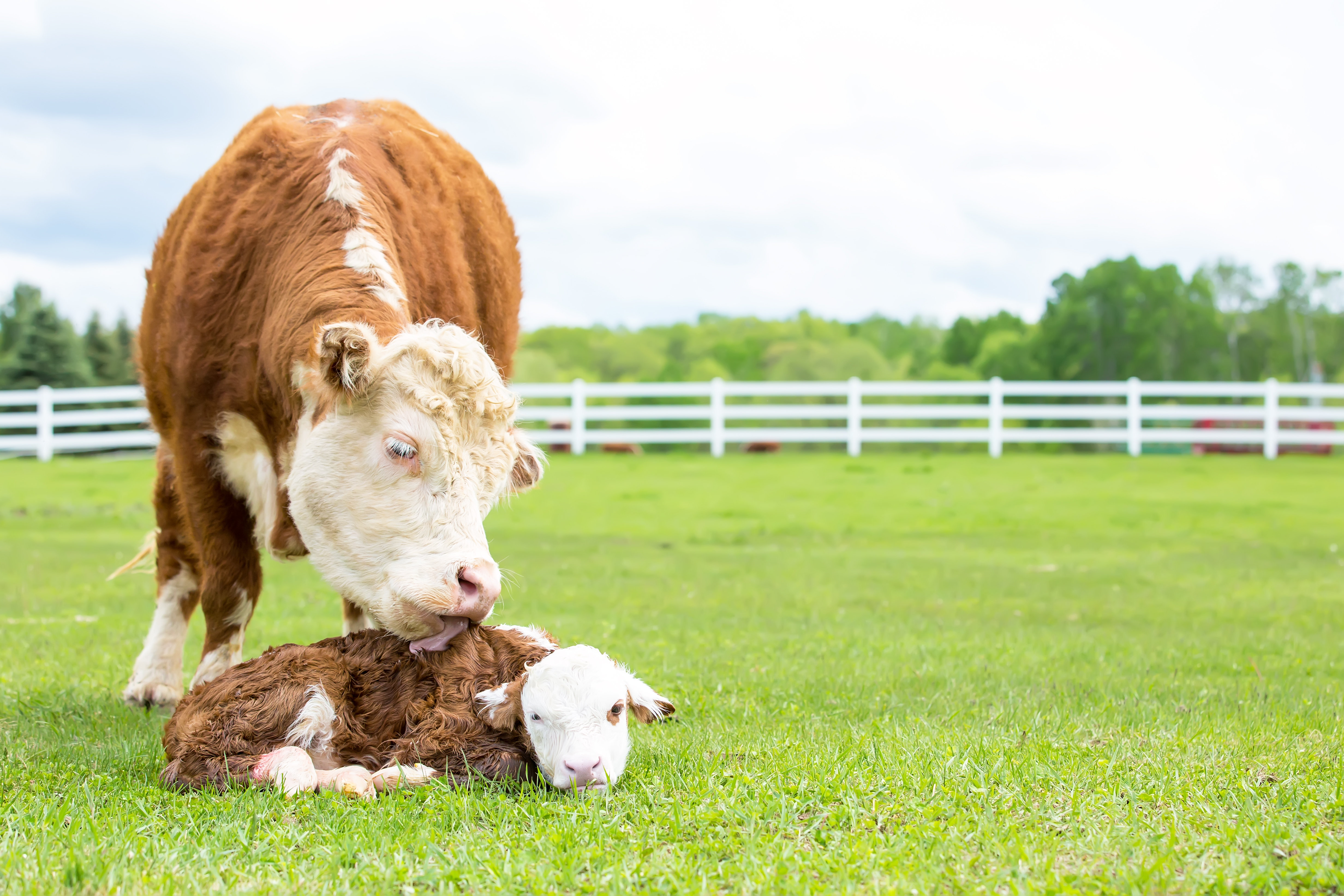 Gracie Oaks Brown & White Hereford Cow Licking Newborn Calf by Emholk ...