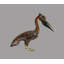 Pelican Edwin