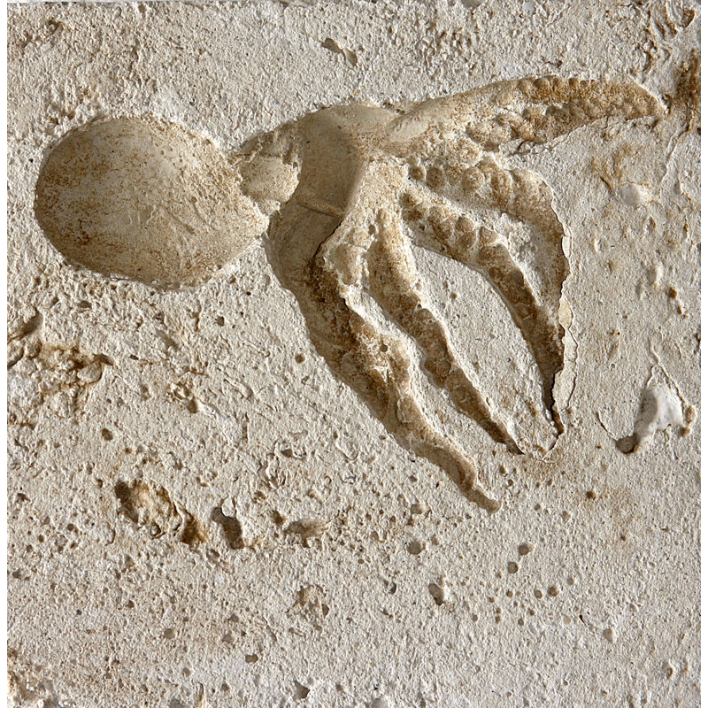 6'' x 6'' Compressed Stone Medallion