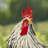 Aurelien Animals Weather Resistant Metal Garden Statue