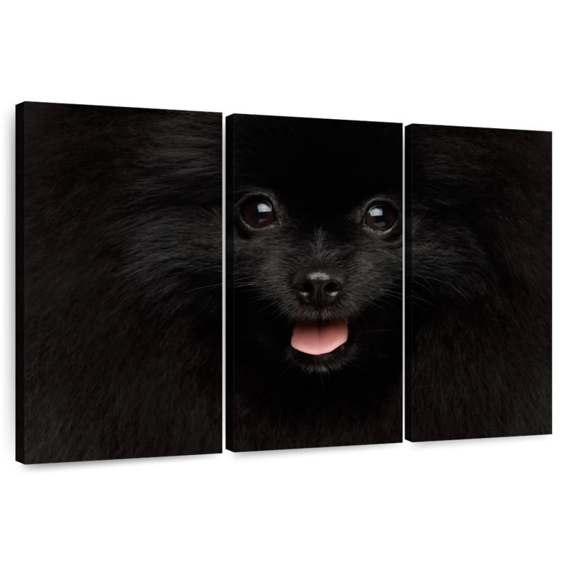 Brampt Black Pomeranian Spitz, 28" H x 45" W