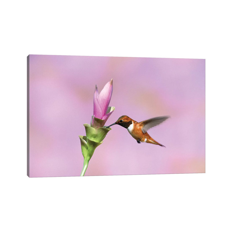 Rufous Hummingbird Male Feeding at Flower, Green Valley, Arizona 1 Piece Wrapped Canvas Wall Art