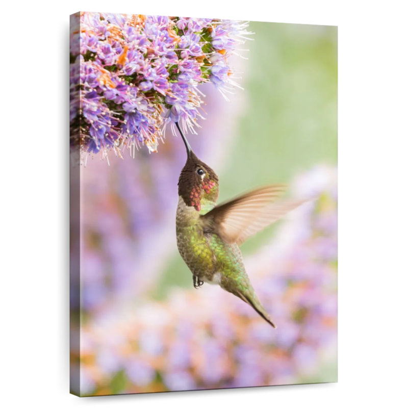 Brampt nourrissant le colibri Anna, H 39 po x l 26 po