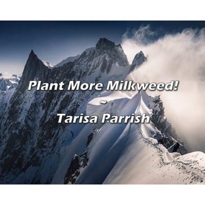 Artsy Quote "Plant More Milkweed!" By Tarisa Parrish Gallery Wrapped Canvas