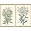 Botanical Plants I S/2 Set by Giclee Studio