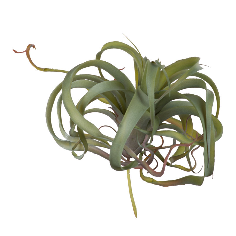 Fausse plante araignée verte, Vert clair