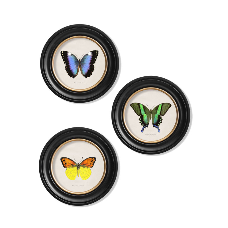 Blue Butterfly by Mid-1800s - Single Picture Frame Print on Archival Matt 230gsm Paper