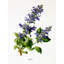 Aquarelle, art floral sur toile