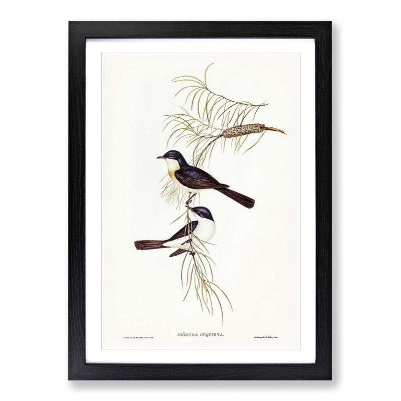 Restless Flycatcher Birds by Elizabeth Gould - Picture Frame Painting Print, Black Framed, 65cm H x 48cm W x 2cm D