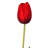 23" Just Cut Holland Tulip-631876716