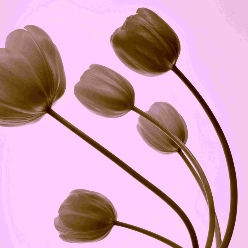 «Pink Tulips», impression sur toile tendue, H 12 po x l 12 po