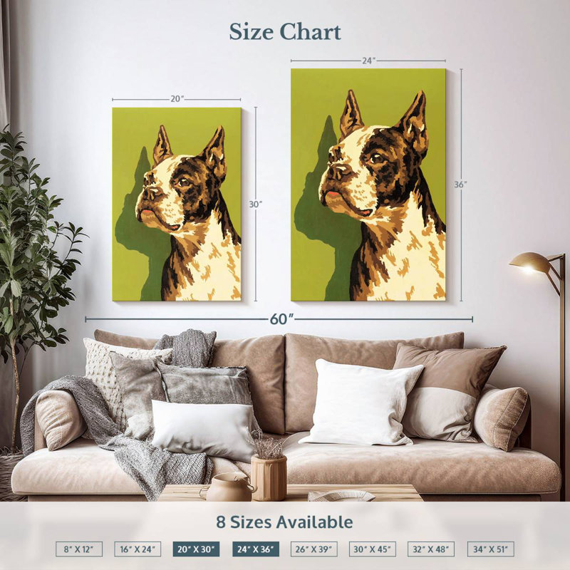 Boston-terrier, H 36 po x l 24 po