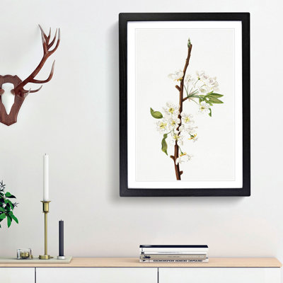 Musky Pear Tree Flowers by Giorgio Gallesio - Picture Frame Painting Print
