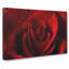 The Beauty of a Red Rose - Wrapped Canvas-56643861