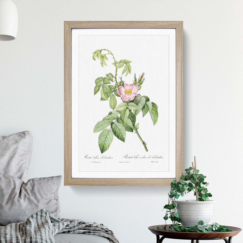 Apple Rose In Pink by Pierre-Joseph Redoute - Single Picture Frame Painting, 63cm H x 45cm W x 2cm D, Oak Framed