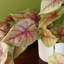 Foliage Plants 30cm Faux Plant in Planter