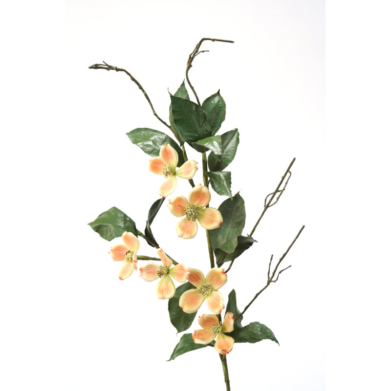 Jet dogwood moyen