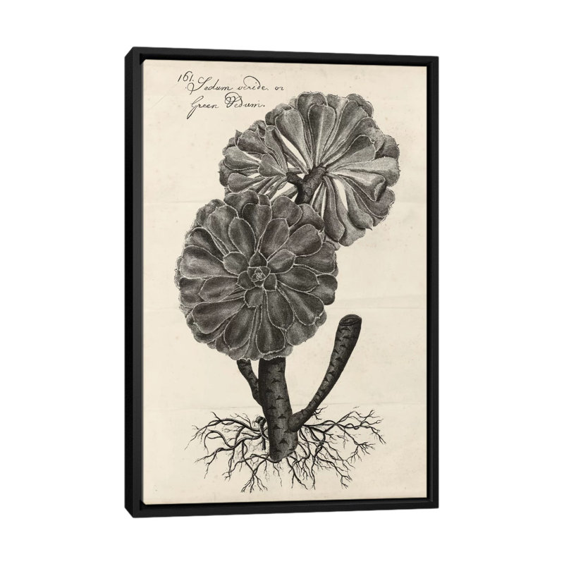 «Thornton Succulents II» par Robert Thornton, reproduction sur toile, H 26 po x l 18 po x P 1,5 po, Toile avec cadre noir