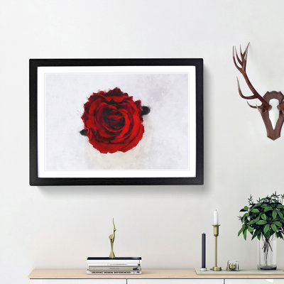 Red Rose in Bloom - Framed Print