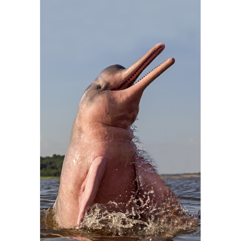 Amazon River Dolphin - Photographie sur toile tendue, H 18 po x l 12 po