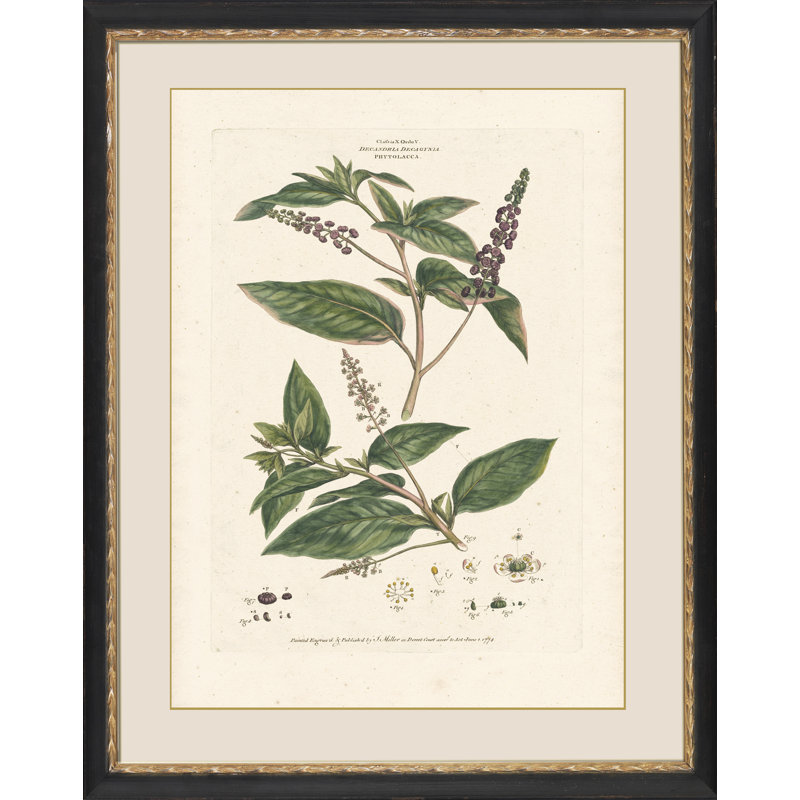 Decandria Monogynia II Print