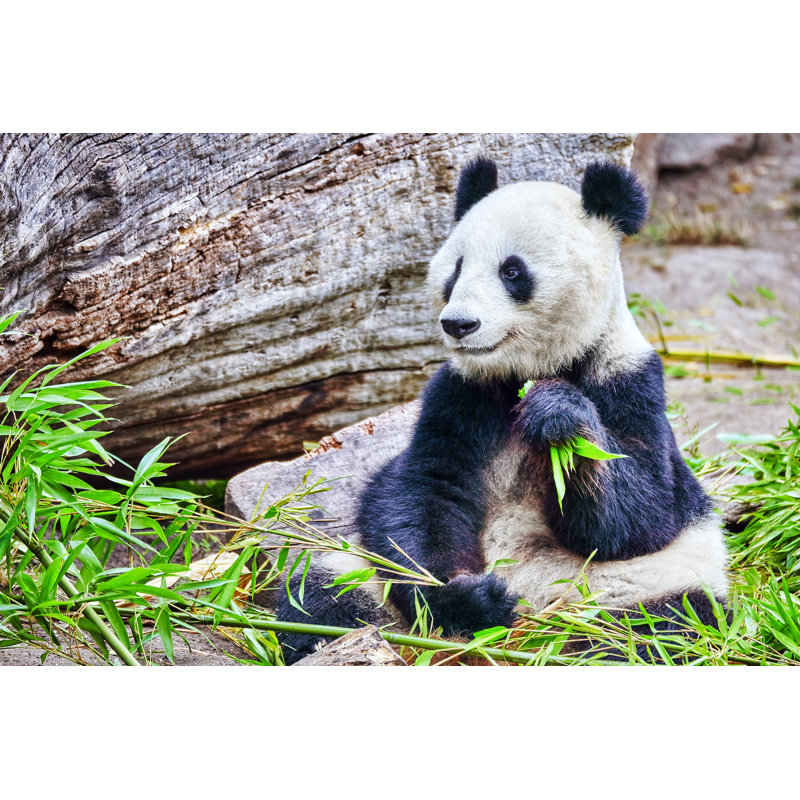 Cute Panda - Wrapped Canvas Print, 81cm H x 122cm W x 3.8cm D