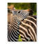 Portrait de zèbre africain - Impression sur toile-633040747-633040739