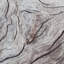 Tapis gris / crème Camila-23203399