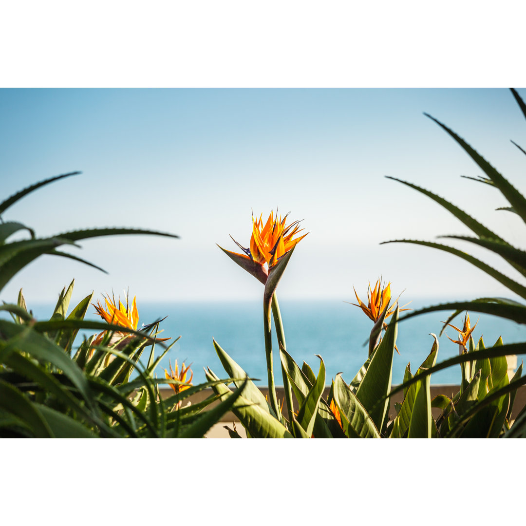 Strelizia Blumen - Leinwandbild