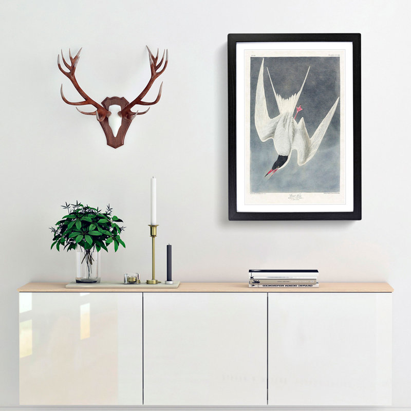 Great Tern Bird by John Audubon - Picture Frame Painting Print, 65cm H x 48cm W x 2cm D, Black Framed