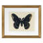 Flutter 1 Print by Todaro, Katie