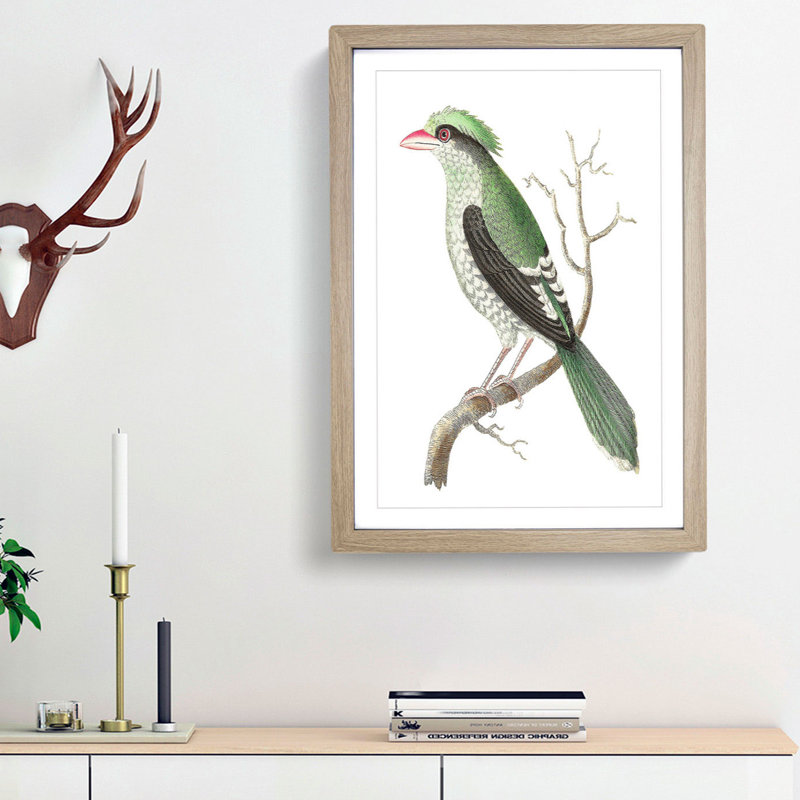 Chinese Roller Bird by George Shaw - Picture Frame Painting Print, 36cm H x 27cm W x 2cm D, Oak Framed