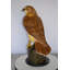 Statue de faucon en bronze debout sur une souche en marbre, œuvre de qualité musée de Pataskala, L 12 po x l 15 po x H 29 po