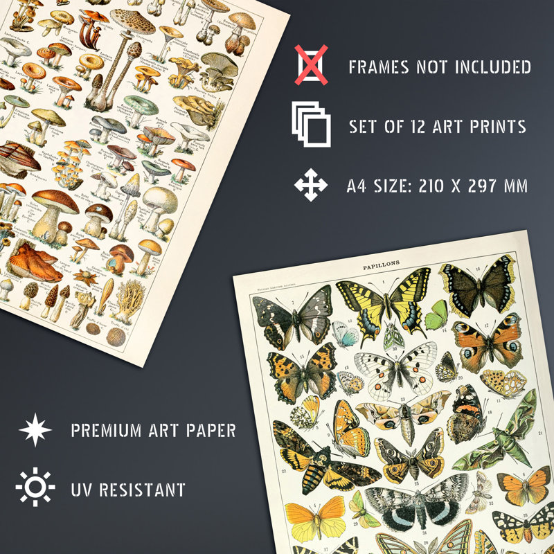 Collection Of Vintage Millot Encyclopedia Mushrooms Insects Butterflies Beetles 12-Piece Set Unframed Wall Art Prints Aesthetic Illustrations