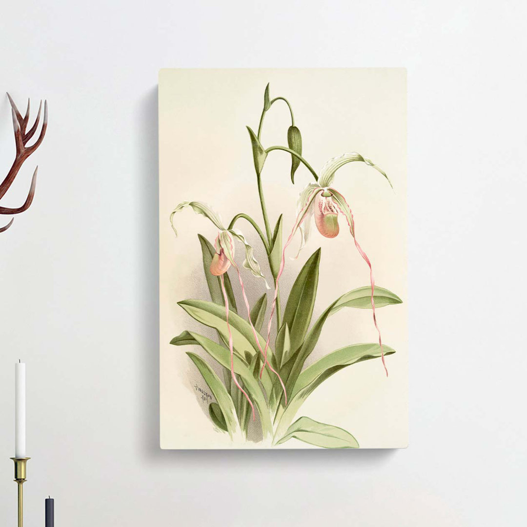 Magnolia Flowers Illustration Tab.16 by Frederick Sander - Wrapped Canvas