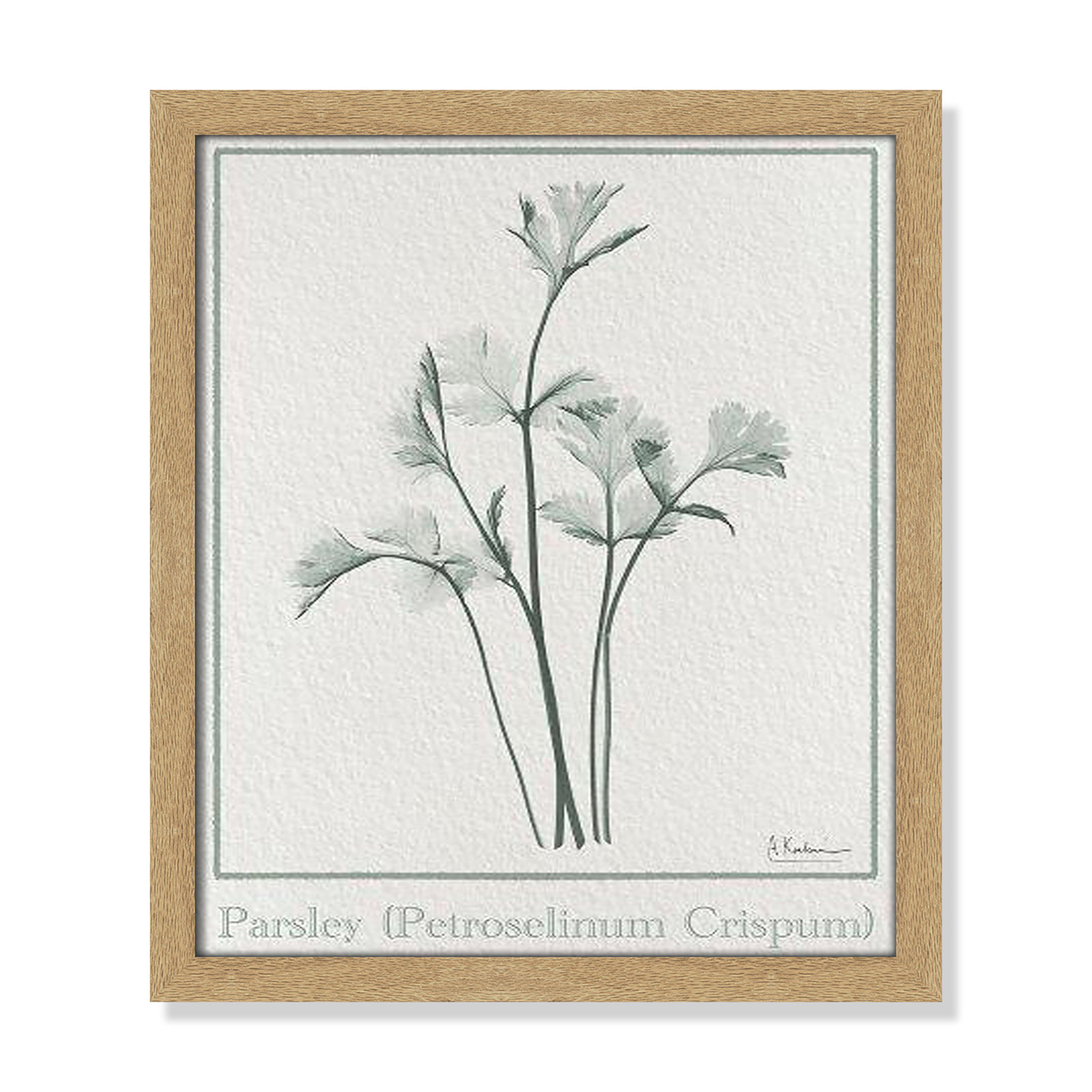 Jeanette "Parsley II" Print by Albert Koetsier, 15" H x 13" W x 1.25" D, Natural Framed Paper