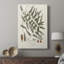 Botanical Society Ferns X - Gallery Cavas-117869212