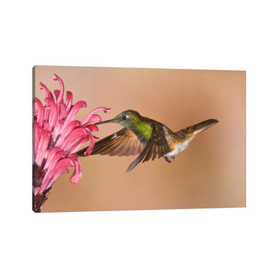 Buff-Tailed Coronet Hummingbird Feeding On Flower Nectar, Ecuador by Steve Gettle - Wrapped Canvas Print