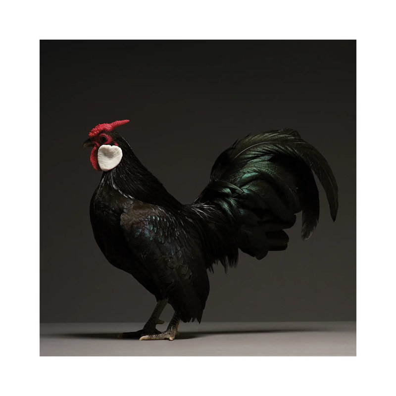 Bantam - Wrapped Canvas Print, 30.48 cm H x 30.48 cm W