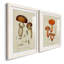Cadre Mushroom Variétés III mat de qualité supérieure - prêt à être suspendu-247625031-247625080