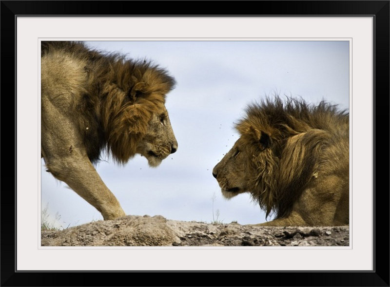 «Straub Face to Face» par Tamir Bibi, reproduction de photo, Cadre noir, H 20 po x l 26 po x P 1 po