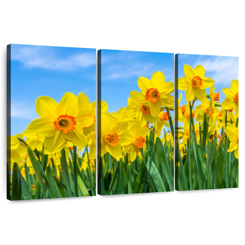 Dutch Master Daffodils, 48" H x 74" W