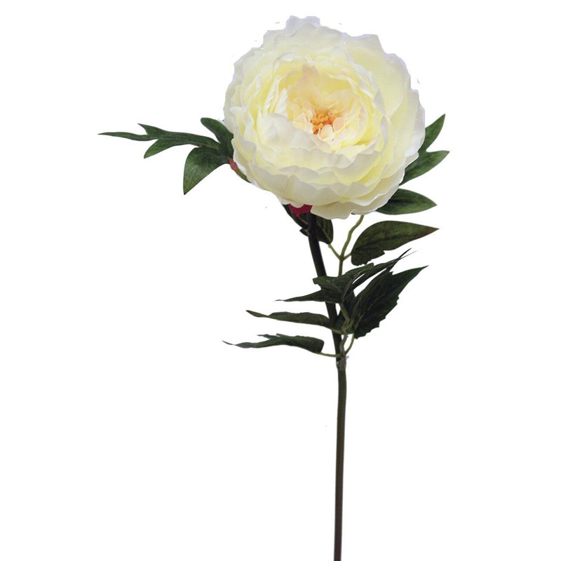 Tige de pivoine, H 24 po x l 5 po x P 5 po, Blanc