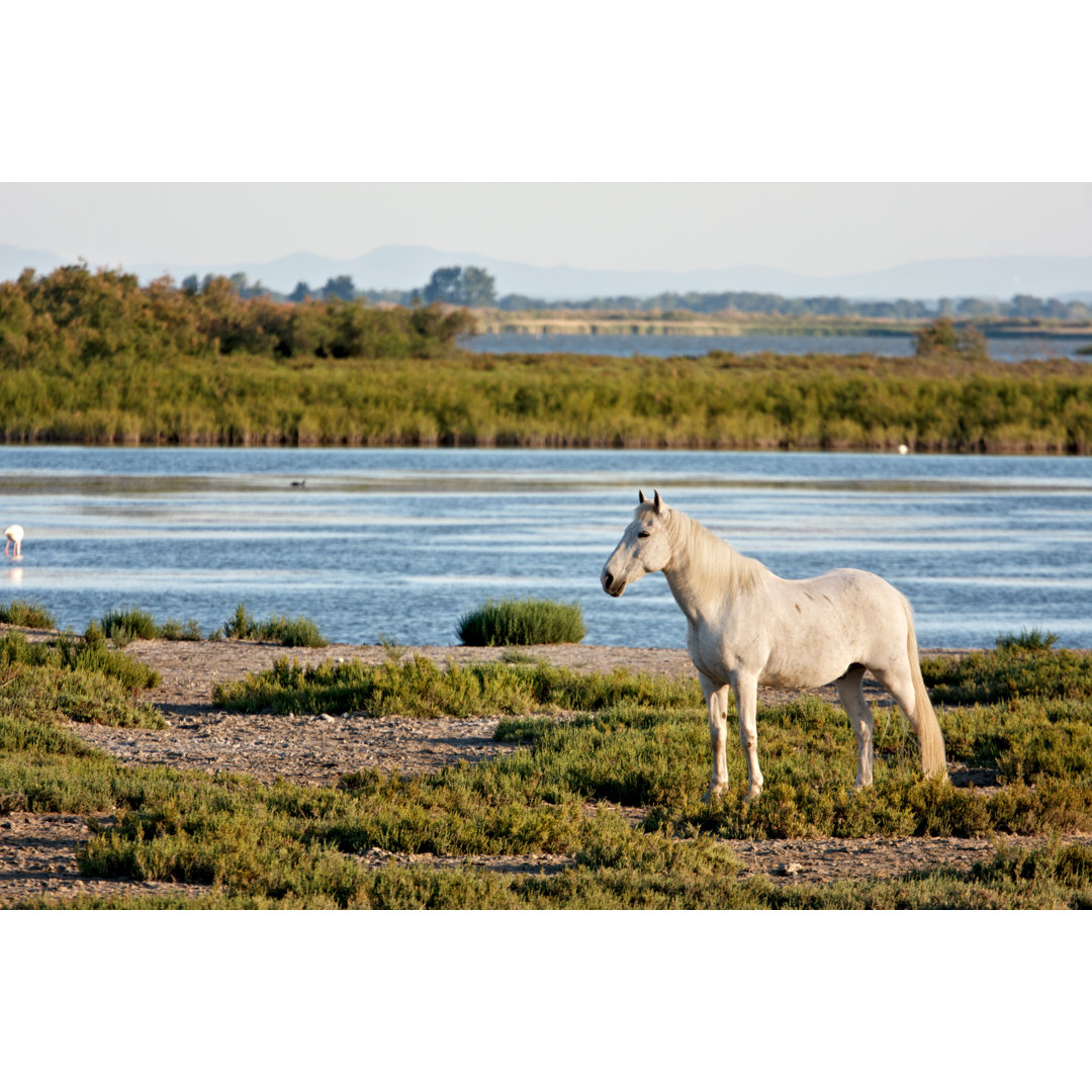 Weiße Camargue-Pferde