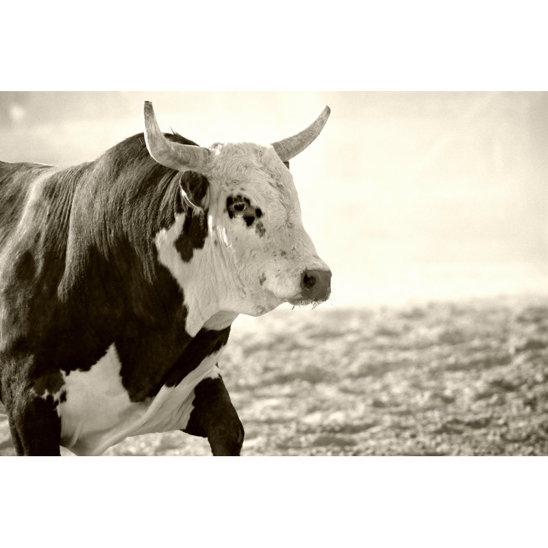 «Bull at Rodeo» par Alptraum - photographie sur toile tendue, L 48 po x H 32 po