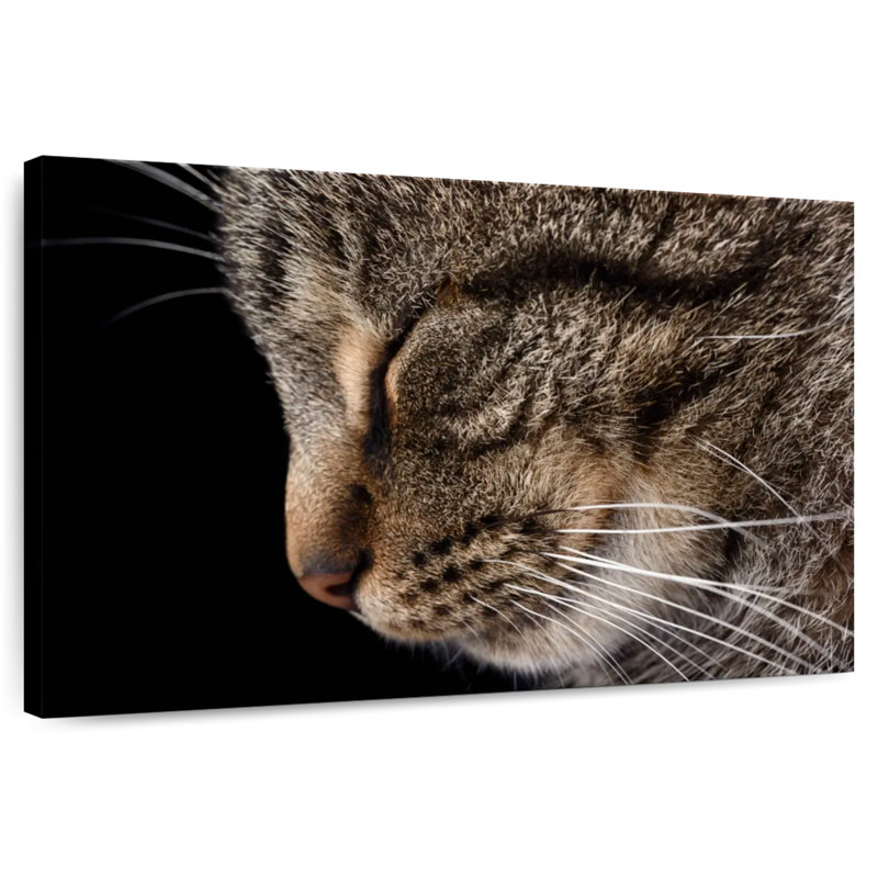 Brampt Sleeping Tabby Cat, 24" H x 36" W